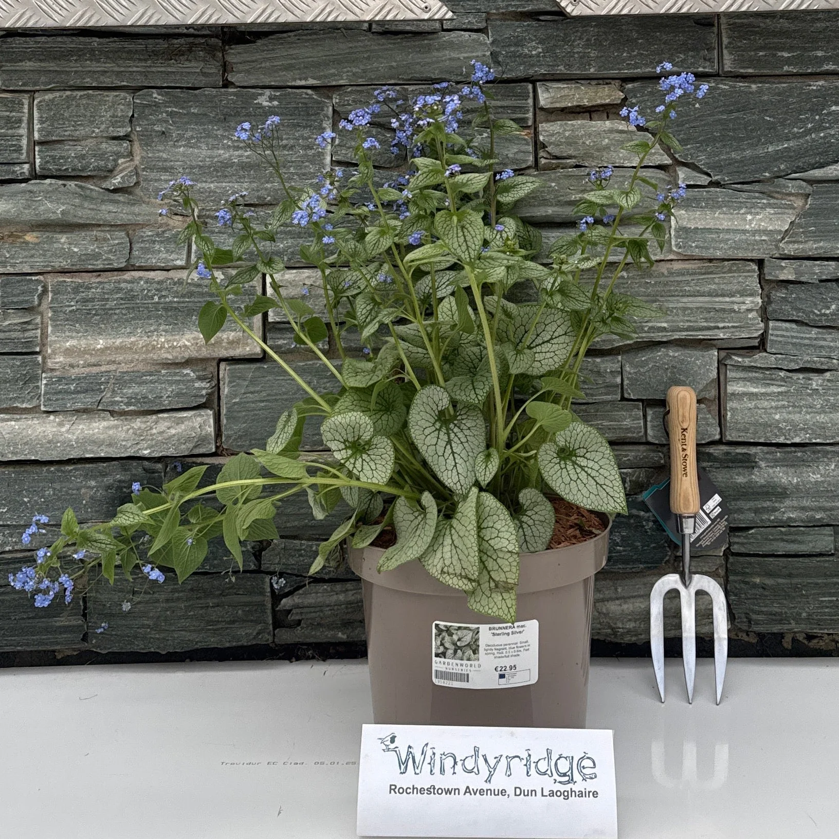 BRUNNERA mac. 'Sterling Silver' - Image 3