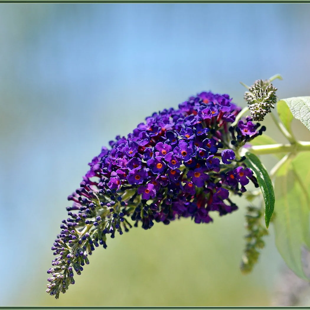 Buddleia Black Knight - Image 2