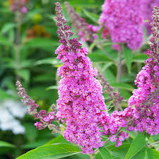 Buddleia Butterfly Candy Pink - Image 2
