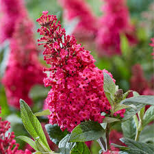 Buddleia Butterfly Candy Ruby - Image 2