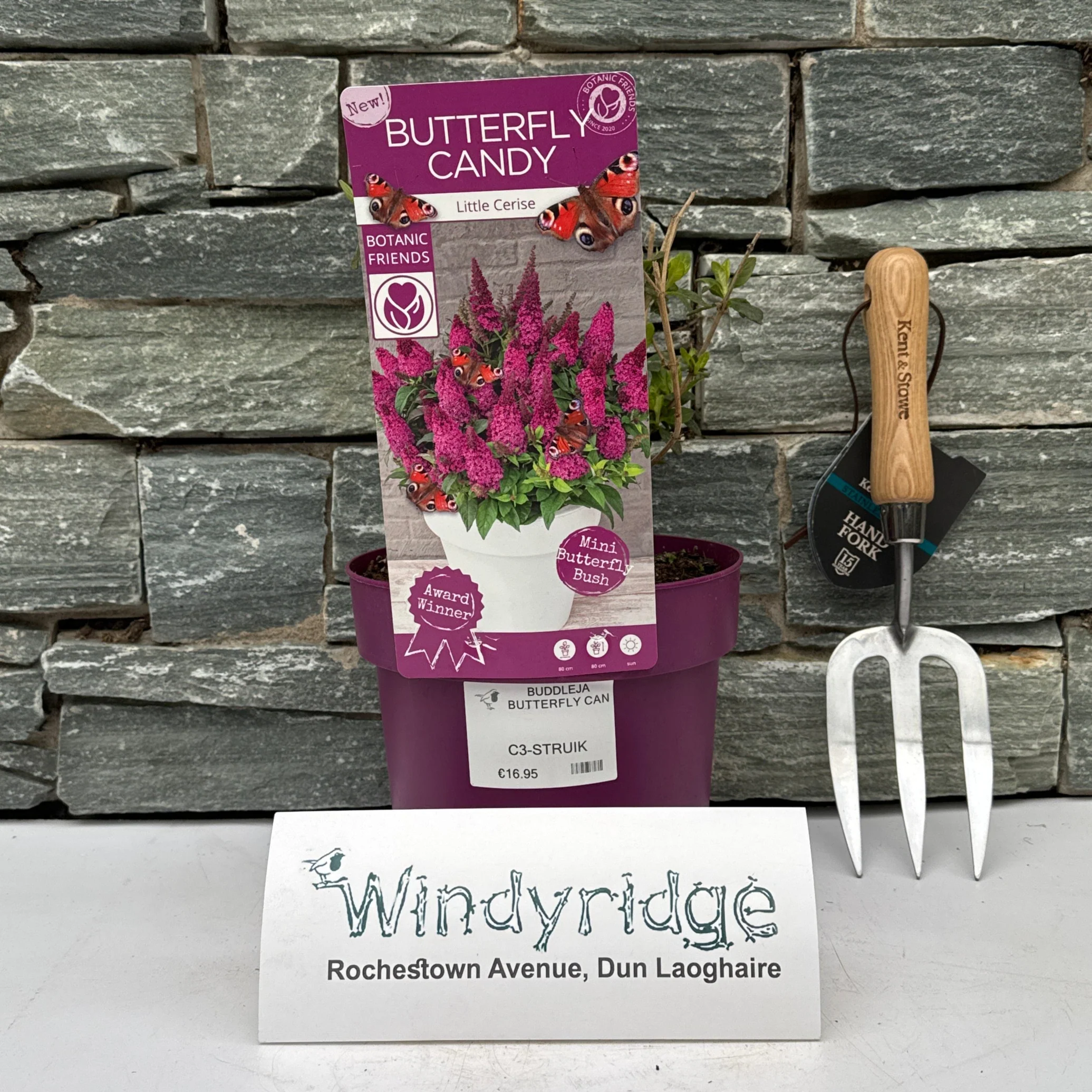 BUDDLEJA BUTTERFLY CANDY LITTLE CERISE