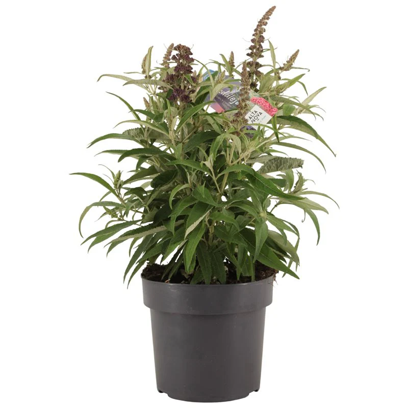 Buddleja Butterfly Candy Little Pink 3 Ltr pot - Image 2