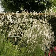 Burnet (Sanguisorba All Time High)