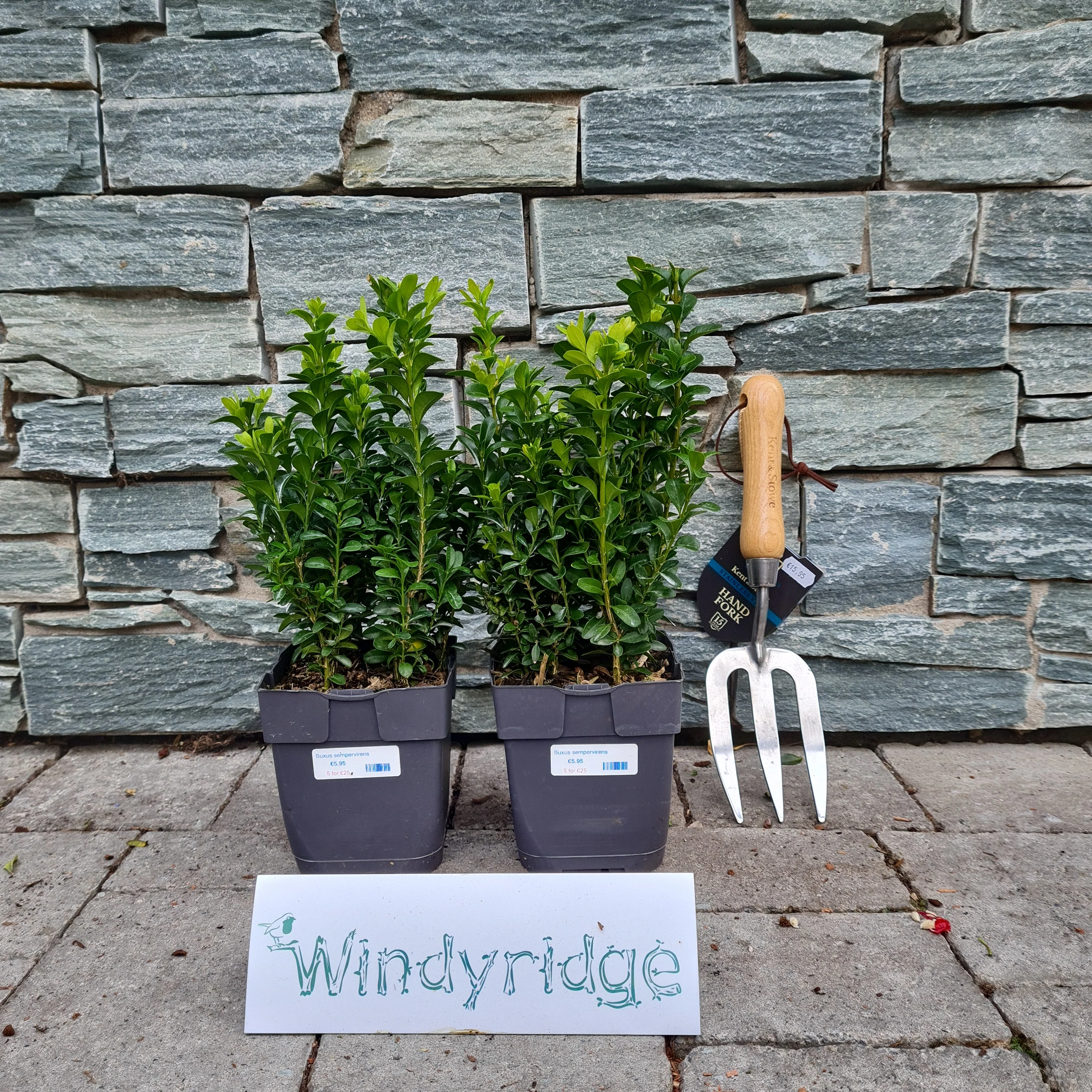 Buxus Hedging Pot Size13cm 5 for _x0080_25 - Image 2