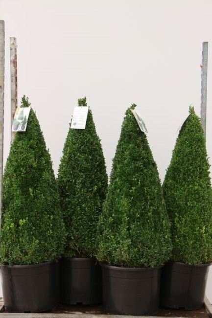 Buxus Pyramid 100cm
