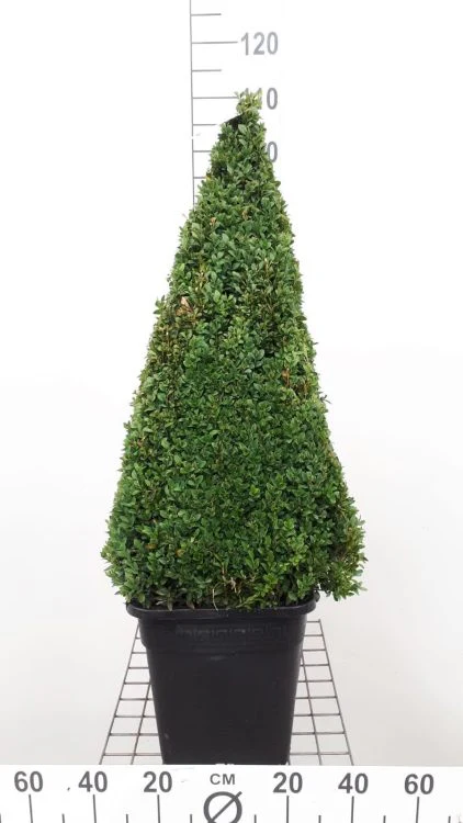 Buxus semp 80-90 Pyr - Image 2