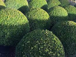 Buxus semp Ball 45-50cm