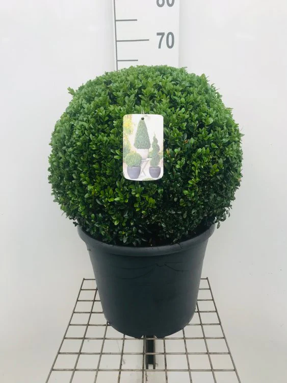 Buxus semp Ball 45-50cm - Image 2