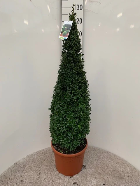 Buxus semp Pyr 80-90 CM - Image 2