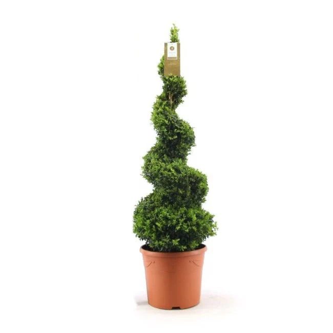 Buxus sempervirens 110-120 CM SPIRAL D12