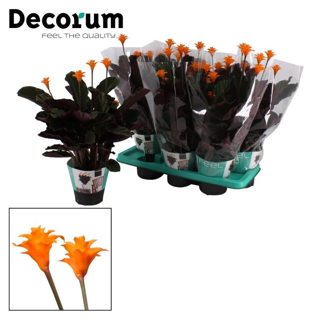 Calathea crocata Candela