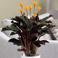 Calathea crocata Tassmania 78 flower - Image 2
