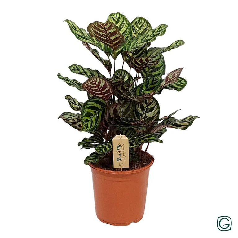 Calathea makoyana P21
