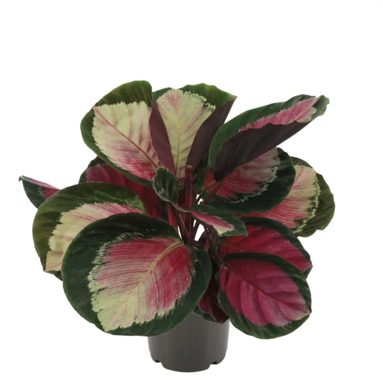 Calathea rosea-picta Rosy / P14