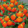 Calceolaria Calynopsis® Orange - Image 2