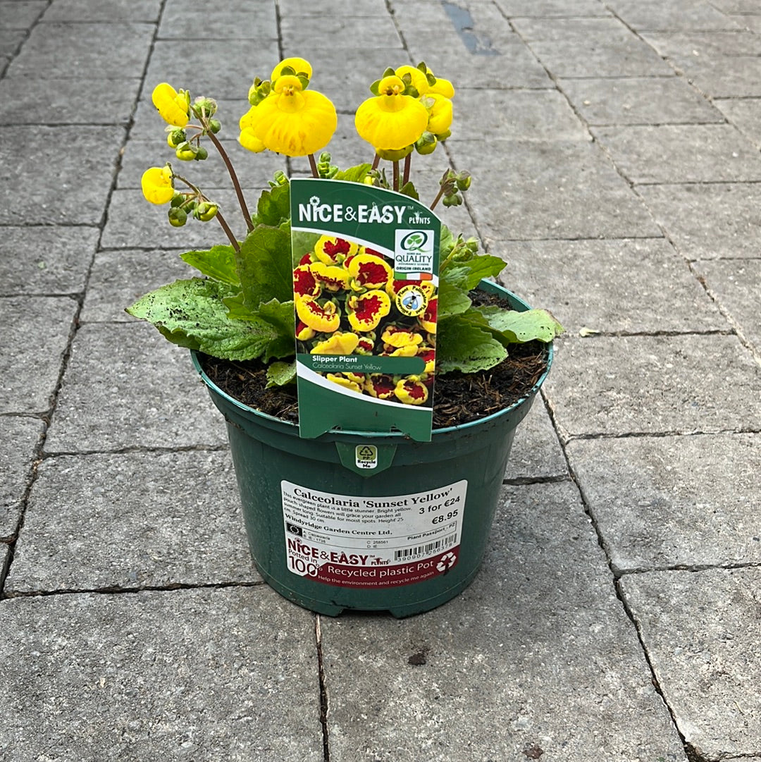 Calceolaria Sunset Yellow - Image 2