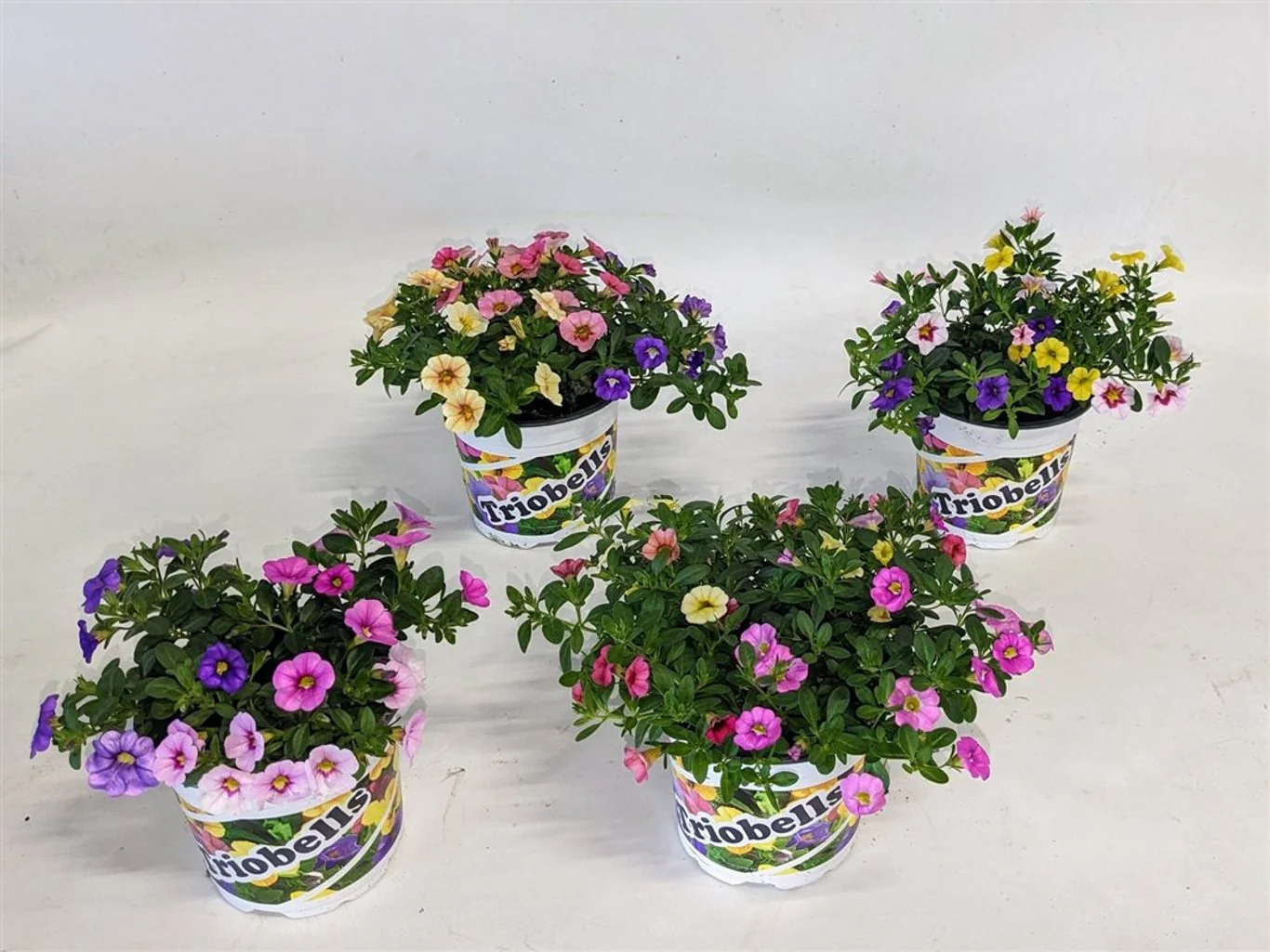 Calibrachoa 'Trixie Pink Paradise' P12