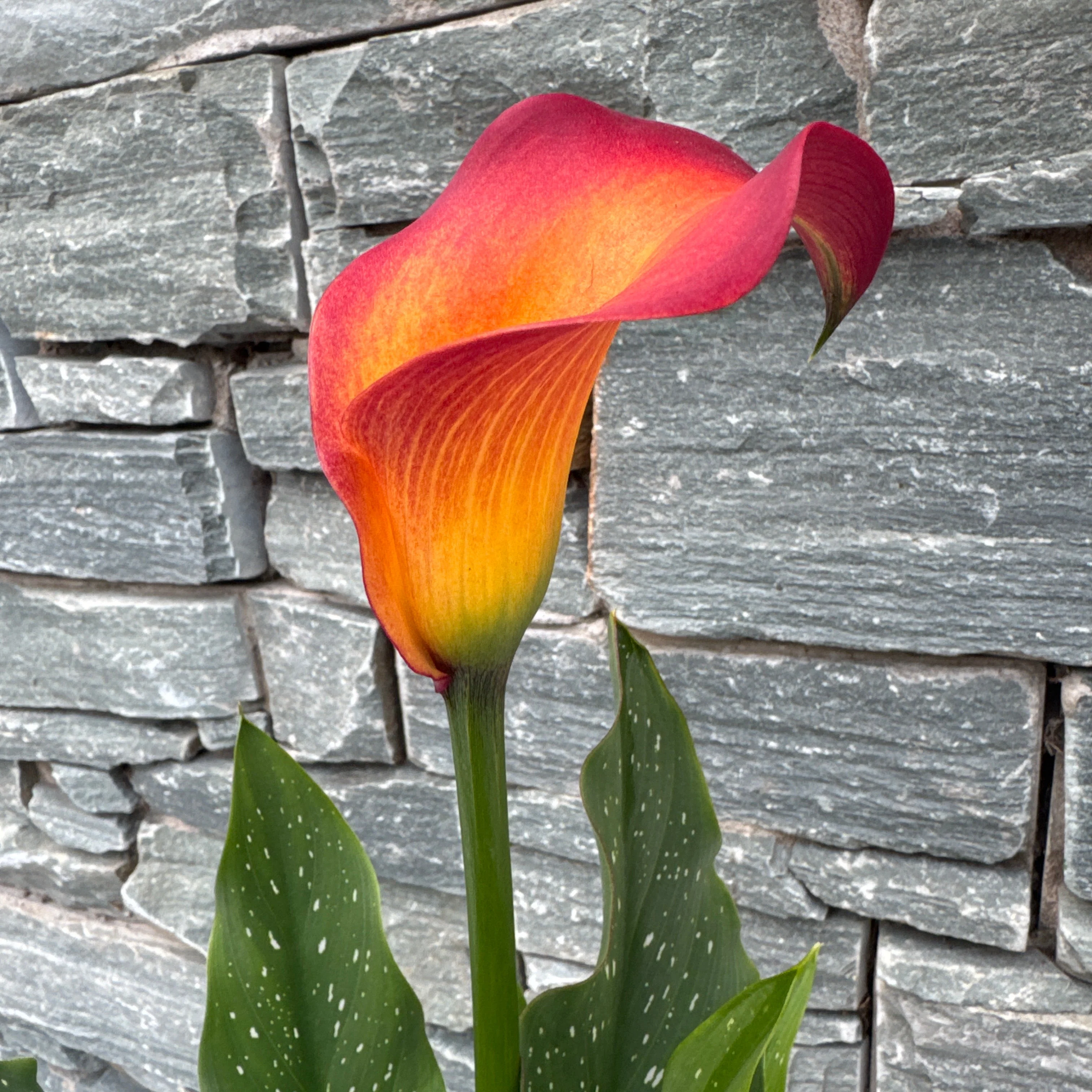 Calla Beatrix