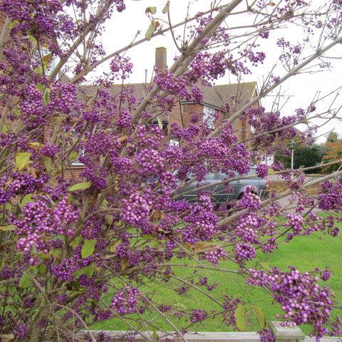 Callicarpa bod. Profusion - Image 2