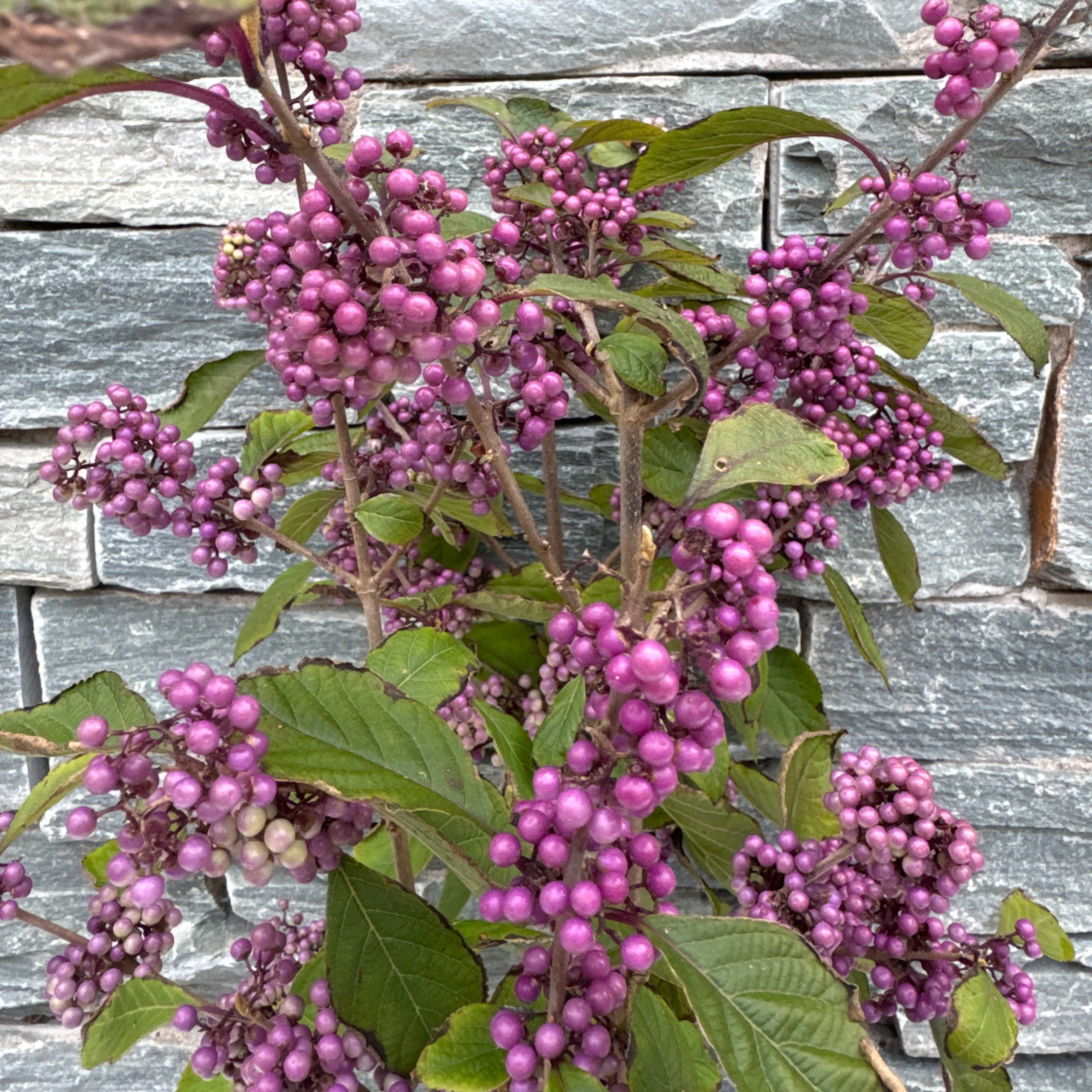 Callicarpa bod. Profusion - Image 2