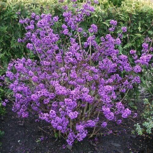 Callicarpa bod. Profusion - Image 2