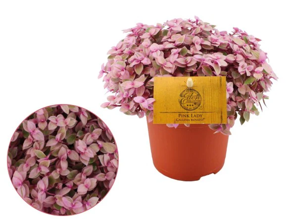 Callisia ... Rosato