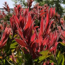 Callistemon citr. Red Rocket - Image 2
