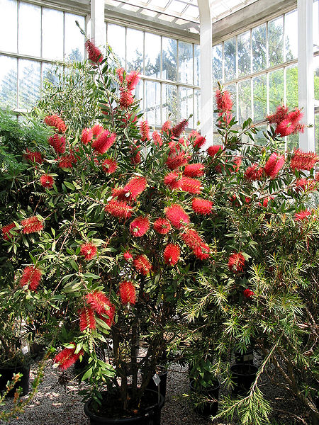 Callistemon citr.  Splendens - Image 3