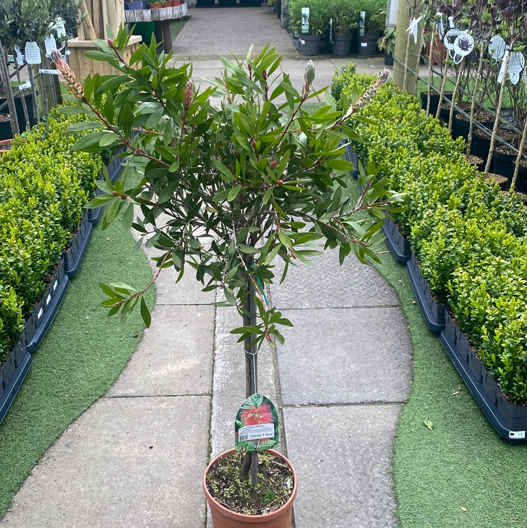 Callistemon citrinus Splendens P22, stem