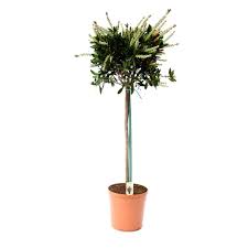 Callistemon citrinus Splendens P22, stem - Image 3