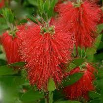 Callistemon laevis - Image 2