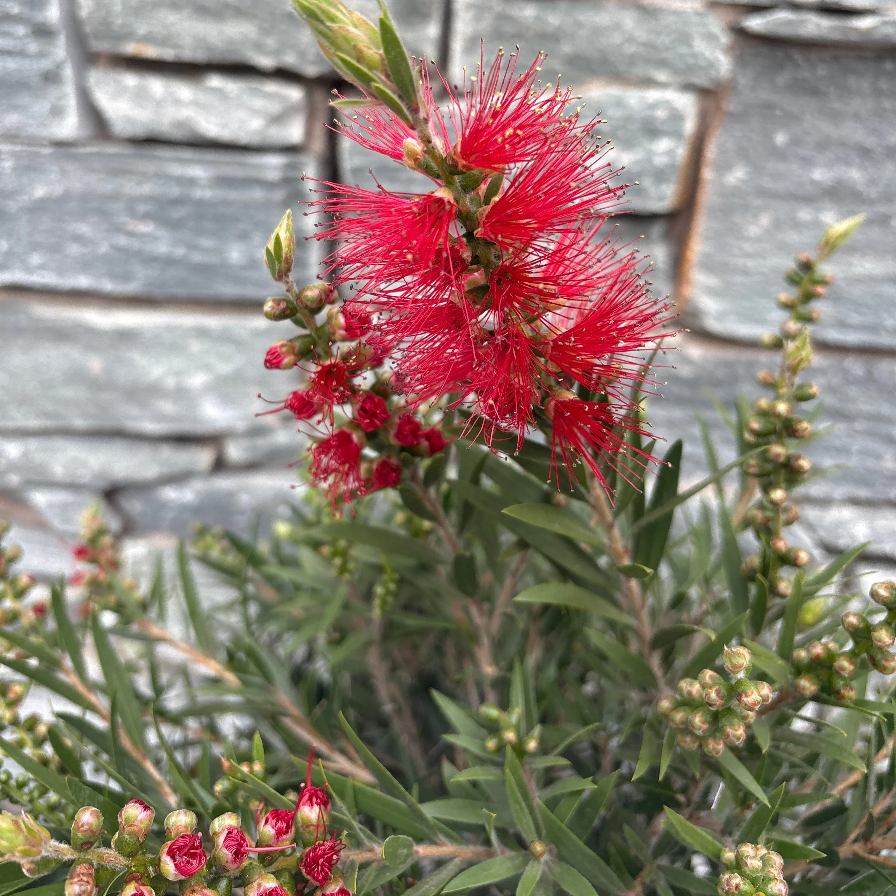 Callistemon masotti - Image 2