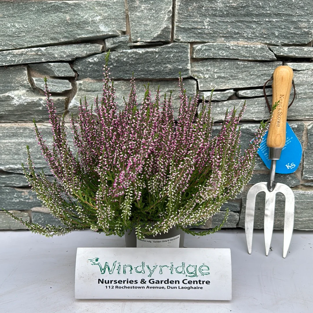 Calluna v. Beauty Ladies