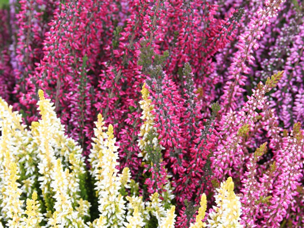 Calluna v. Beauty Ladies - Image 2