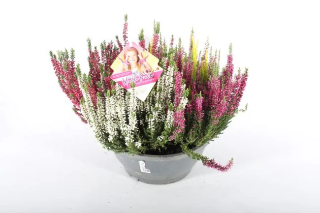 Calluna vulg. B.Ladies High Five P17 - Image 3