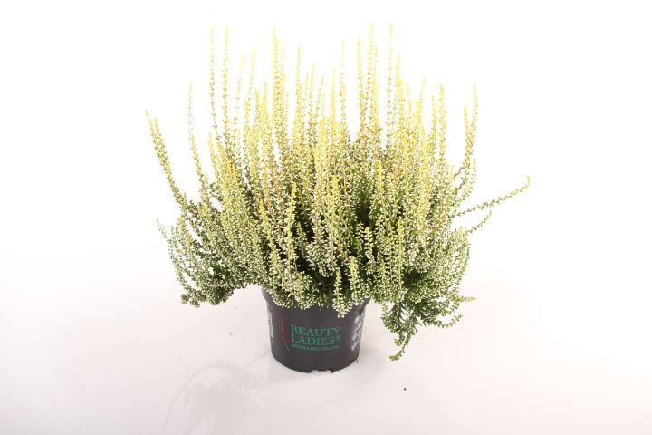 Calluna vulg. Beauty Ladies white  P11 - Image 2