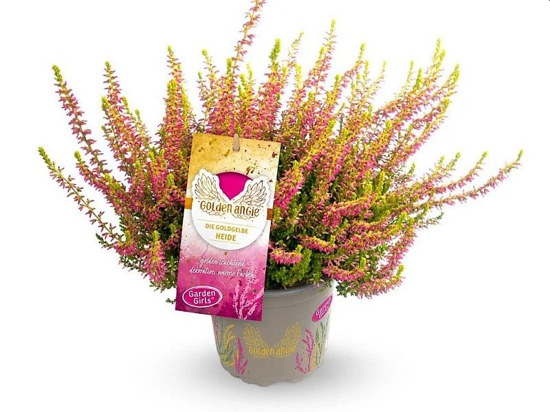 Calluna vulg. Garden Girl Golden Angie P11