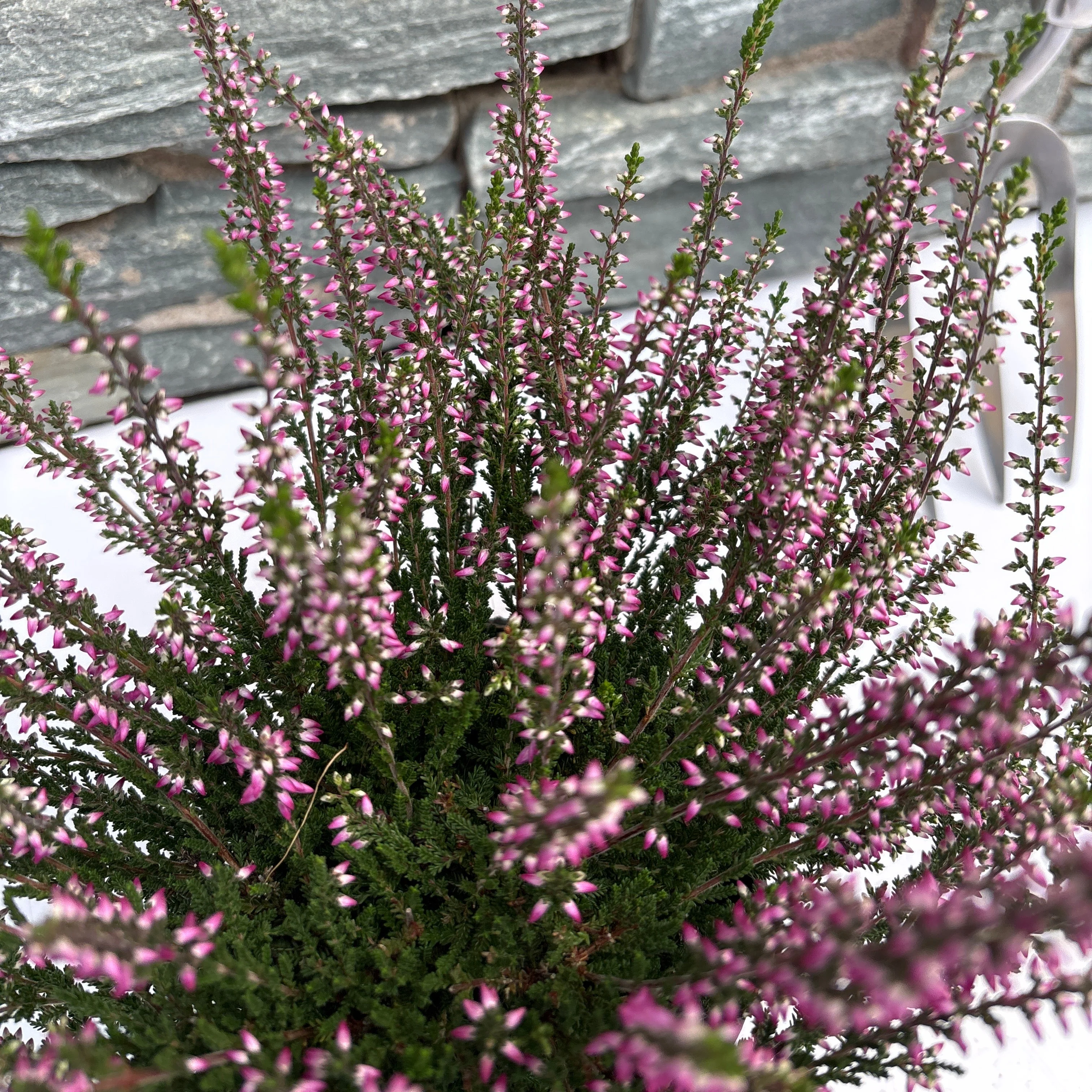 Calluna vulg. Garden Girls lilacpurple  P11 - Image 2