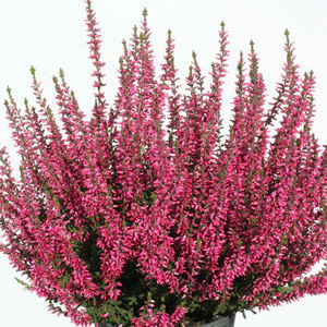 Calluna vulg. Garden Girls lilacpurple P12