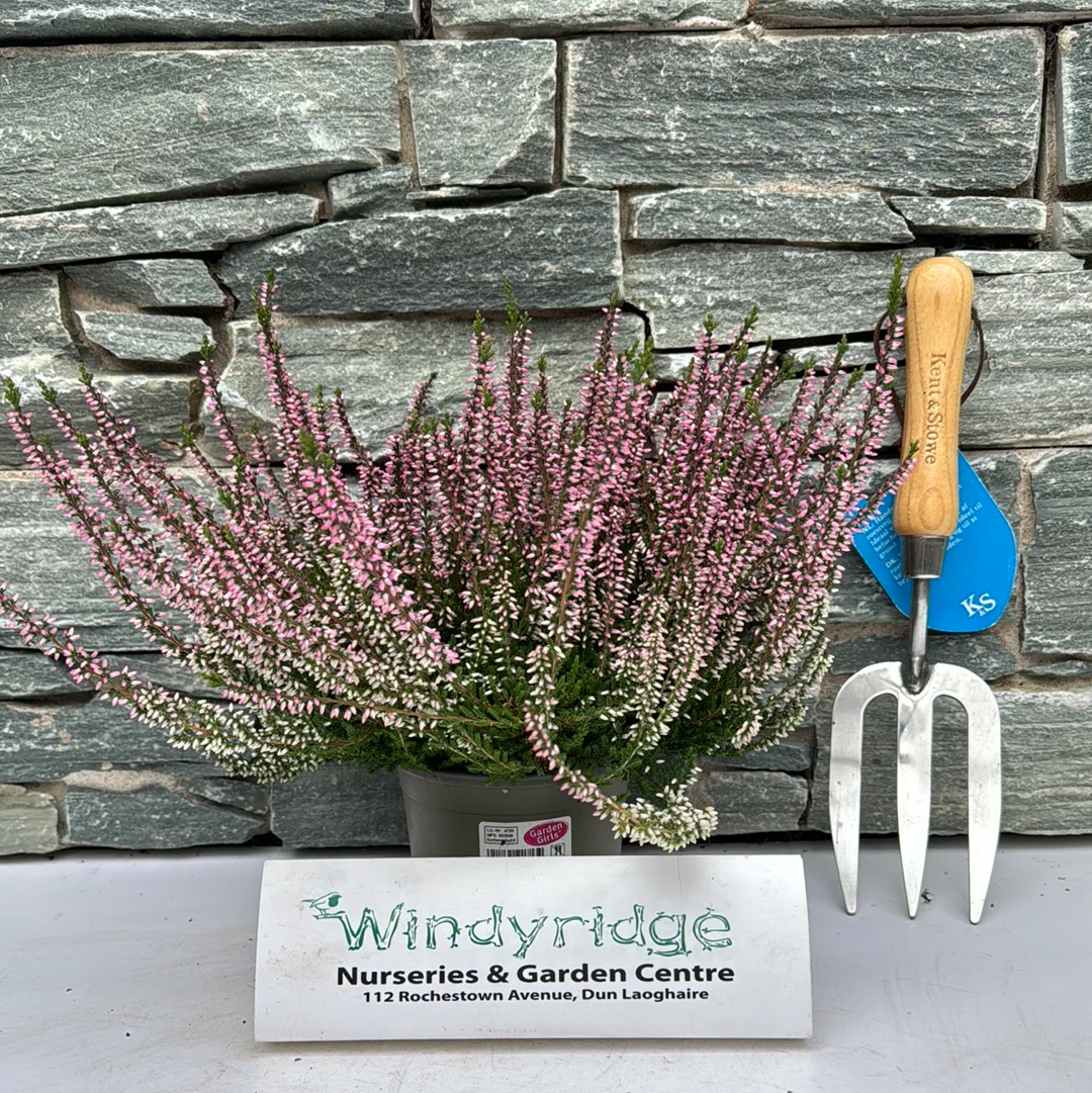 Calluna vulg. Garden Girls pink P12