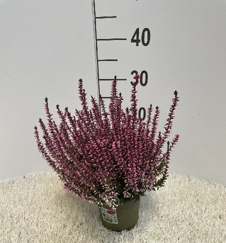 Calluna vulg. Garden Girls pink P12 - Image 2