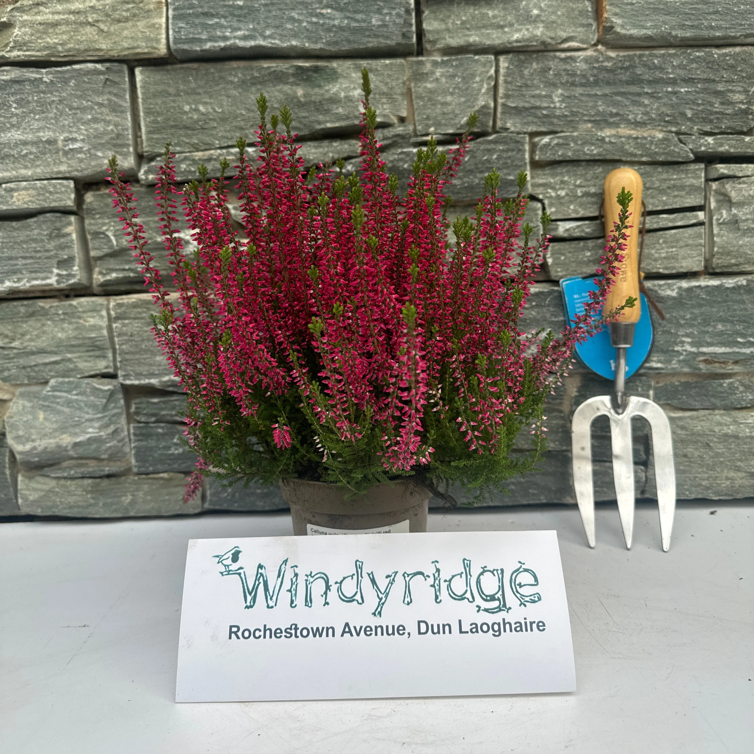 Calluna vulg. Garden Girls red  P12