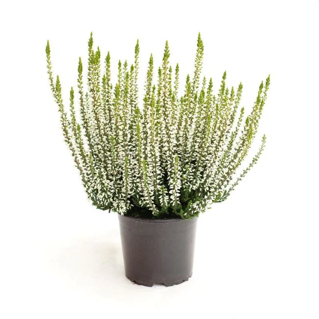 Calluna vulg. Garden Girls white  P12 - Image 2