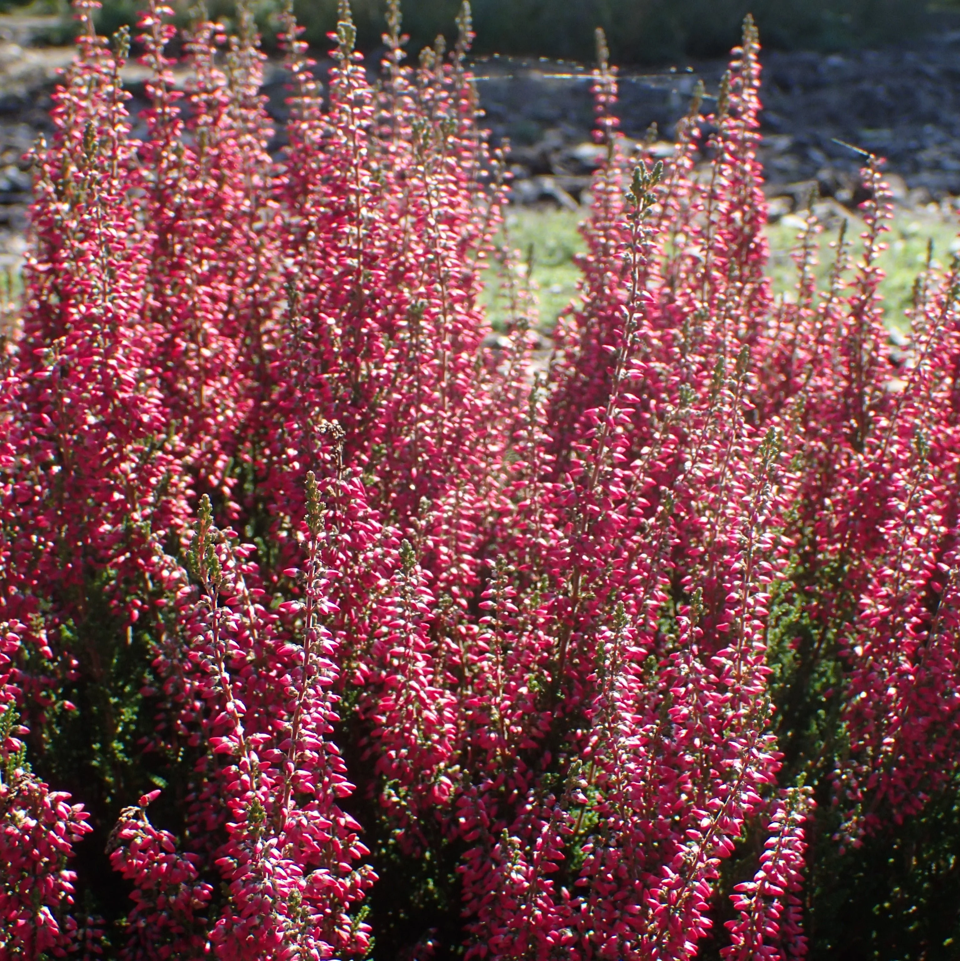 Calluna vulgaris Beauty Ladies pink P12 - Image 2