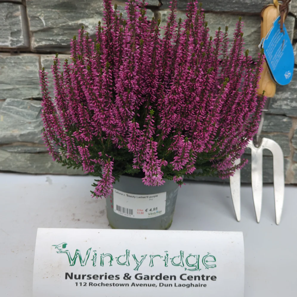 Calluna vulgaris Beauty Ladies purple P12