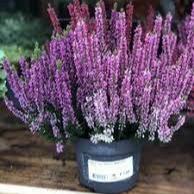 Calluna vulgaris Beauty Ladies purple P12 - Image 2