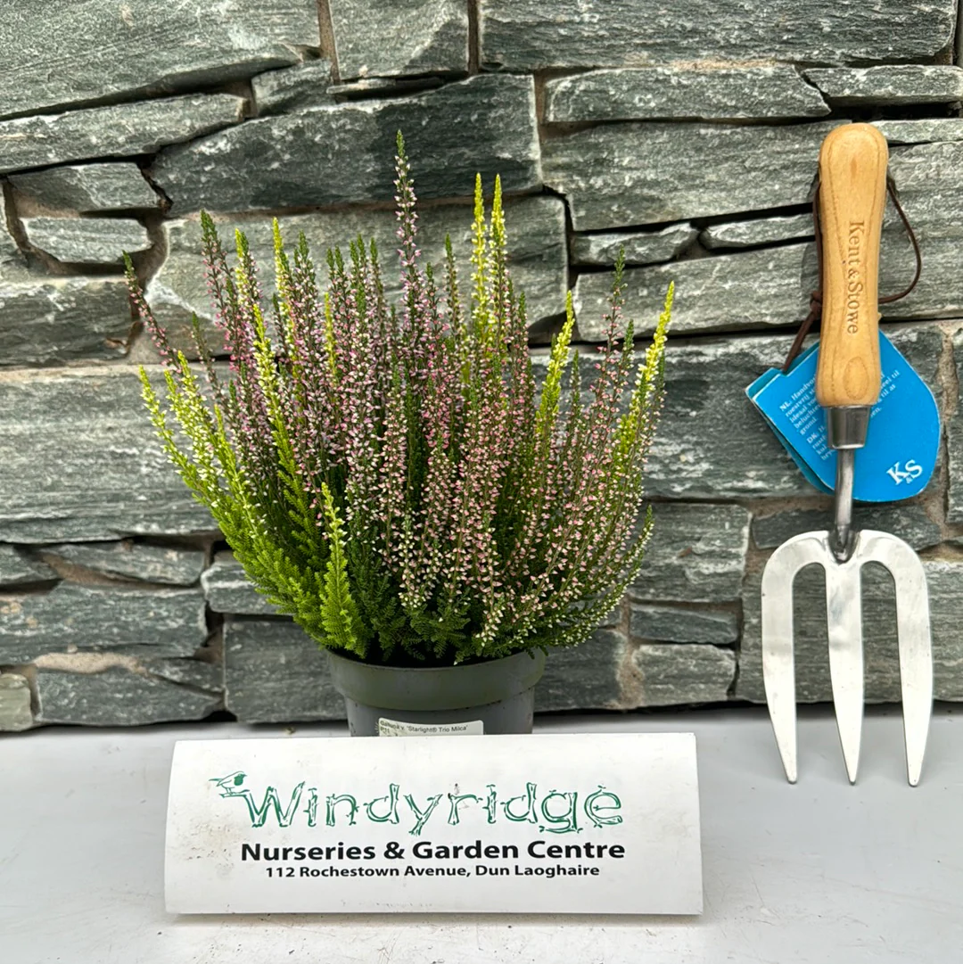 Calluna vulgaris Milca trio P11