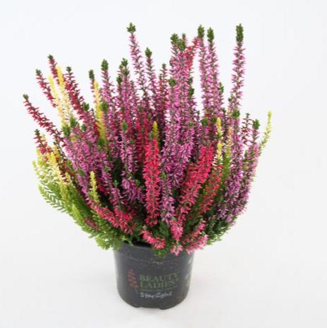 Calluna vulgaris Milca trio P11 - Image 2