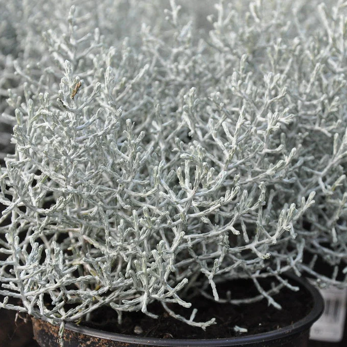 Calocephalus brownii
