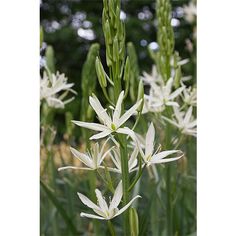 CAMASSIA LEICHTLINII ALBA - Image 2